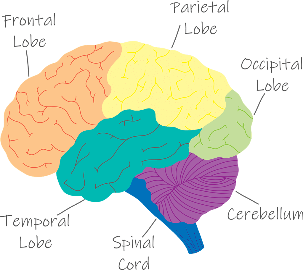 parts-of-the-brain